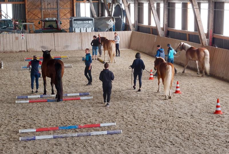 Hippokurs 2024  - Physio Austria Fachliches Netzwerk Hippotherapie