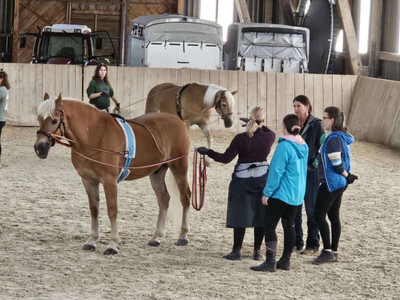 Hippokurs 2024  - Physio Austria Fachliches Netzwerk Hippotherapie